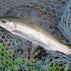 魚影薄く小型メインのフィッシングパーク高島の泉